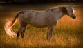 Backlite horse Royalty Free Stock Photo