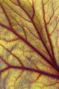 Backlite leaf of ligularia Royalty Free Stock Photo