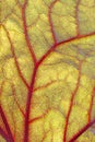 Backlite leaf of ligularia Royalty Free Stock Photo