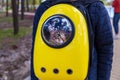 Backpack for carrying a cat Royalty Free Stock Photo