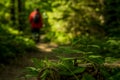 backpack forest hiking concept photography of unfocused silhouette in red coat surrounded by green foliage in spring sunny day