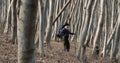 Backpacked Tourist Walking Among Forest Trees