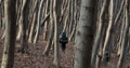 Backpacked Tourist Walking in Forest