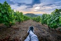 Backpacker legs at Mont Brouilly hill in vineyards, Beaujolais, France