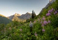 Backpacker Pauses In A Patch of Blooming Fireweed In Glacier Royalty Free Stock Photo