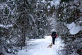 Backpacker walks along a path in a winter forest, dragging his skis behind him