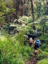 Backpackers entering a deep jungle while they have hiking walk on the Umbwe route in the forest to Kilimanjaro mountain. Active