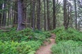 Backpacking Trail in Oregon Forest