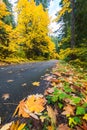 Colorful fall backroad in Washington State vertical view