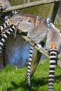 family of lemurs in a zoo