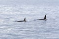 Backs with fins killer-whale among the sea Royalty Free Stock Photo