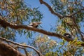 Backs of two kookaburras sitting on the branch of a gum tree Royalty Free Stock Photo