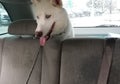 Backseat doggies dog husky white Siberian