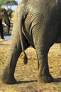 Backside of an African Elephant Royalty Free Stock Photo
