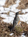 Backside of an American Robin Turdus migratorius in springtime