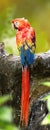 Backside of beautiful Scarlet Macaw Bird are perched on a timber Royalty Free Stock Photo