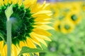 Backside of big sunflower in sunflower field at lop buri province, Thailand Royalty Free Stock Photo