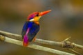 Backside of Black-backed Kingfisher