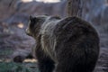 Backside of a Black Bear in Berizona, Arizona
