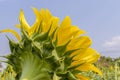 Backside of blooming beautiful sunflower in garden with the sky Royalty Free Stock Photo