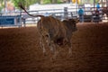 Backside Of A Bucking Bull At A Rodeo