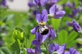 Backside of bumble bee bombus insect on purple flower Royalty Free Stock Photo