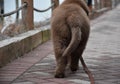 Backside of a Brown Newfie Pup Walking Away Royalty Free Stock Photo