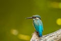 The backside of Common Kingfisher Royalty Free Stock Photo