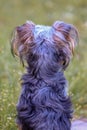 Backside of cute yorkie puppy Royalty Free Stock Photo