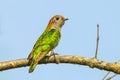 Backside of Female Asian Emerald Cuckoo