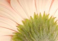 Backside of gerbera daisy Royalty Free Stock Photo