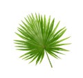 Backside ; Green leaves of palm tree isolated on white Royalty Free Stock Photo