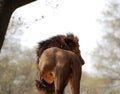 Backside of a Lion Standing Under a Tree