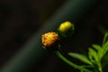 Backside of macro shot yellow flower on black background.