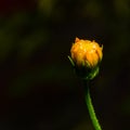 Backside of macro shot yellow flower on black background.
