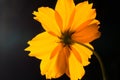 Backside of macro shot yellow flower on black background.