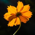 Backside of macro shot yellow flower on black background.