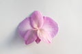 Backside orchid flower on light grey background, close-up. A single purple phalaenopsis for poster, calendar, post