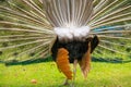 Backside Rear View of Male Peacock displaying Multicoloured, blue, green, gold, Feathers in Mating show close up low level eyeline