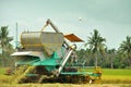 Backside of rice harvesting