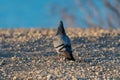 Backside of a Rock Pigeon on rocky ground and looking away