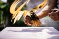 Backside Sebright Chick spreads the wings and hangs on to the human hand on the wood table in outdoor light