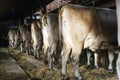 Backside of several milk cows standing in hay Royalty Free Stock Photo