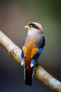 Backside of Silver-breasted Broadbill Royalty Free Stock Photo