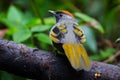 Backside of Silver-eared Laughingthrush