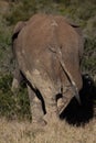 Backside of single elephant in African bush Royalty Free Stock Photo