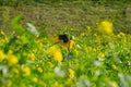 Backside of a single sunflower in a rapeseed field