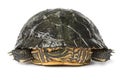 Backside of a single water turtle Royalty Free Stock Photo