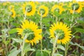 Backside of sunflower Royalty Free Stock Photo