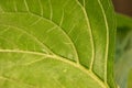 Backside of a sunflower green leaf close up telephoto shot Royalty Free Stock Photo